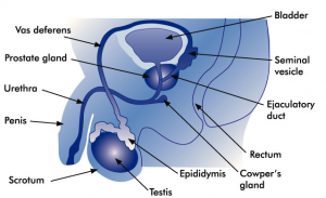 Cialis Australia - erectile dysfunction and the prostate gland